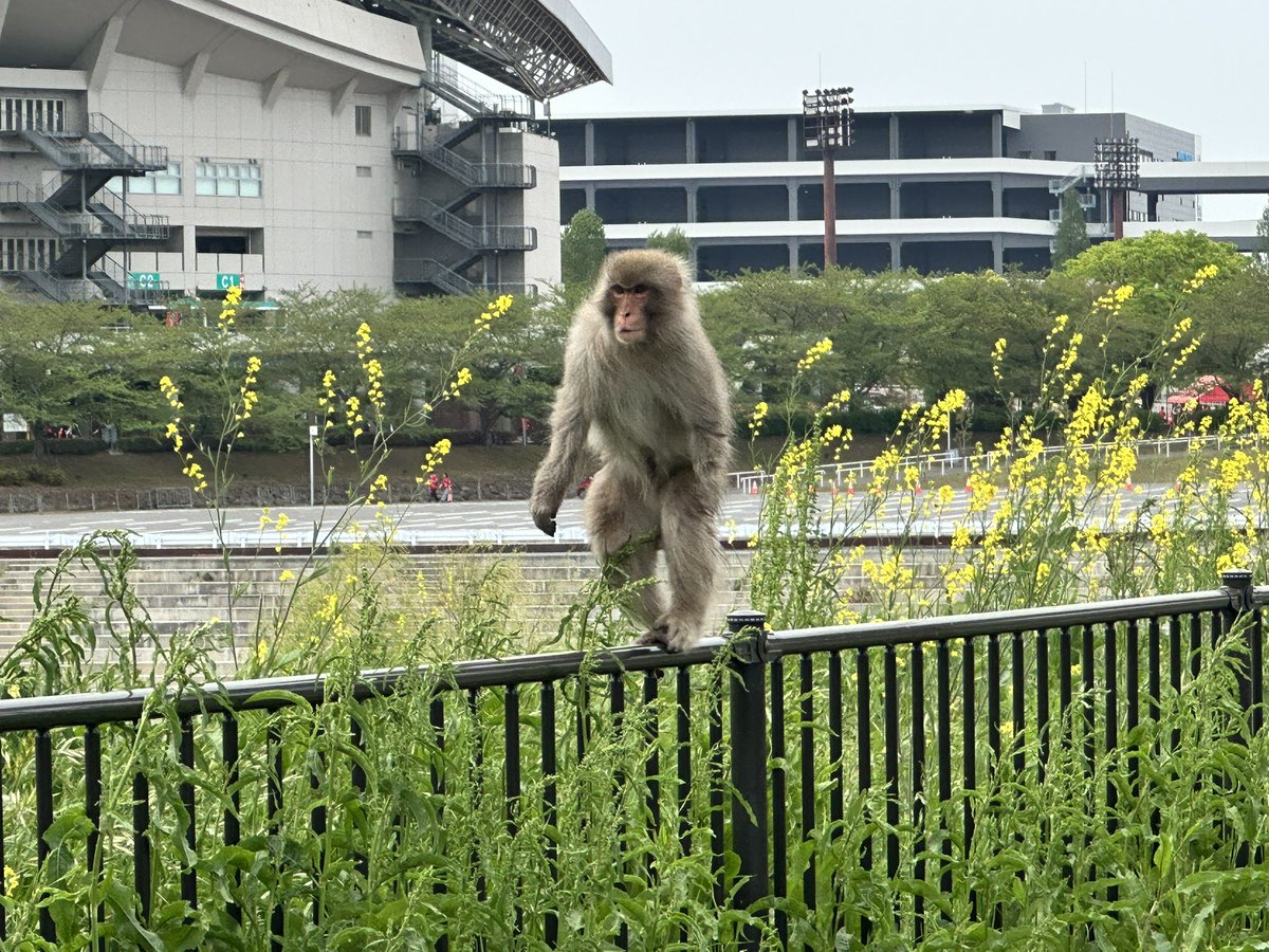 Urawa_Journey's tweet photo. なんで美園に猿？ https://t.co/jtWrZ5ElYu