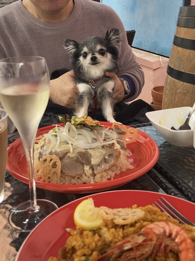 miyanshonchan's tweet photo. 本日のランチ
月島スペインクラブにて
イベリコ豚ライスとパエリア
いただきました✨ https://t.co/fJ5nyMZ0iV