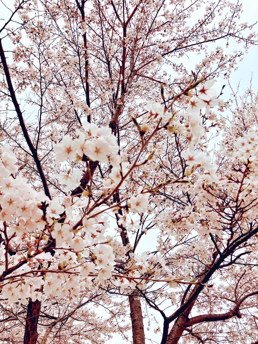 「公園散歩してきた〜 桜満開だった」|ジボのイラスト