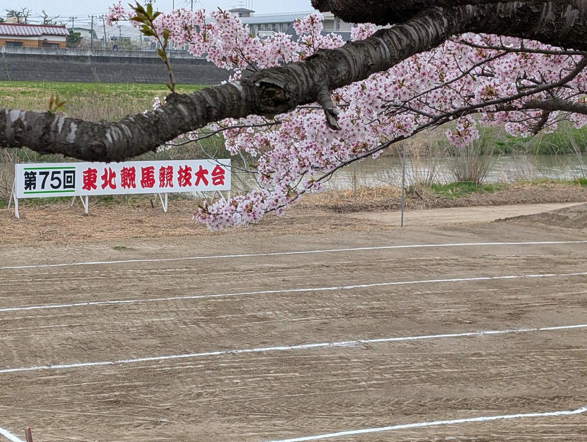 桜ひらひら🌸
昨日の暖かさでか花びらの絨毯🌸🌸
天気ももってくれて良かった〜