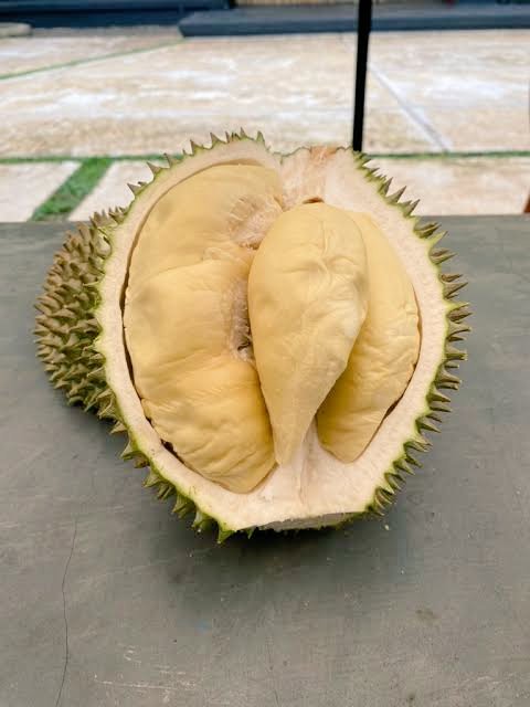 Setuju ga, durian buah top 1 terenak?