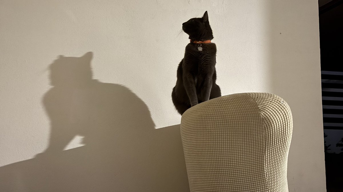 _OlivertheCat's tweet photo. 👨🏻: por un lado vemos a un gato gordito con porte, elegancia, belleza y mucha clase… y del otro lado vemos a Oliver 😹😹😹😹 https://t.co/PdZ9Pr5LOG