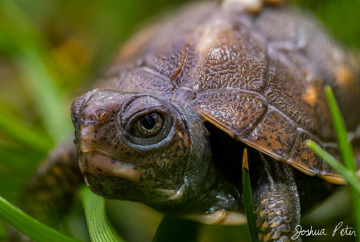 JP_Photos's tweet photo. Close-up #macrophotography of a baby box #turtle only about 2" or 5cm long

Like, follow, and share for more!

#picture #photography #nature #naturephoto https://t.co/nCAIx3gX4b