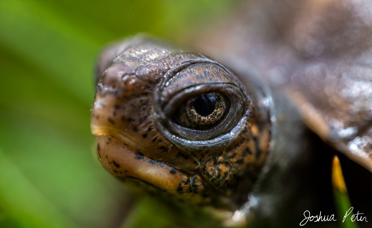 JP_Photos's tweet photo. Close-up #macrophotography of a baby box #turtle only about 2" or 5cm long

Like, follow, and share for more!

#picture #photography #nature #naturephoto https://t.co/nCAIx3gX4b