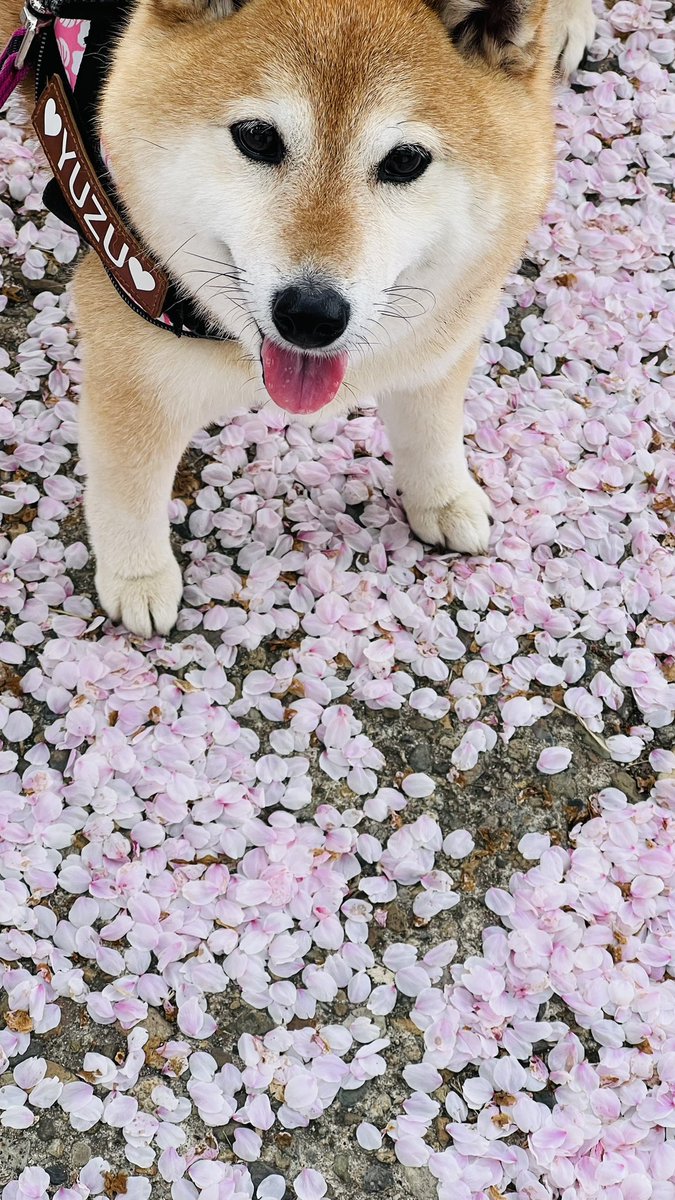 また来年🌸