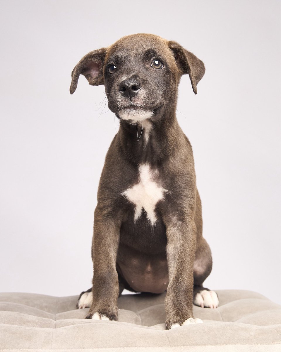 peravi's tweet photo. #ADÓPTAME POR FAVOR 
Si ellos pudieran hablar algo así sería su mensaje tienen 2 meses y serán grandes eso hace más difícil su adopciónpara mí son hermosos. Ya tienen su primera vacuna. Info: 912 015 590 UN RT ultima foto es el mensaje de la señora que los tiene https://t.co/UwVr7BMmVB