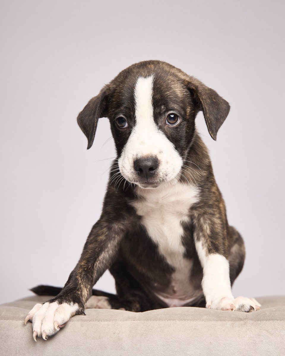 peravi's tweet photo. #ADÓPTAME POR FAVOR 
Si ellos pudieran hablar algo así sería su mensaje tienen 2 meses y serán grandes eso hace más difícil su adopciónpara mí son hermosos. Ya tienen su primera vacuna. Info: 912 015 590 UN RT ultima foto es el mensaje de la señora que los tiene https://t.co/UwVr7BMmVB