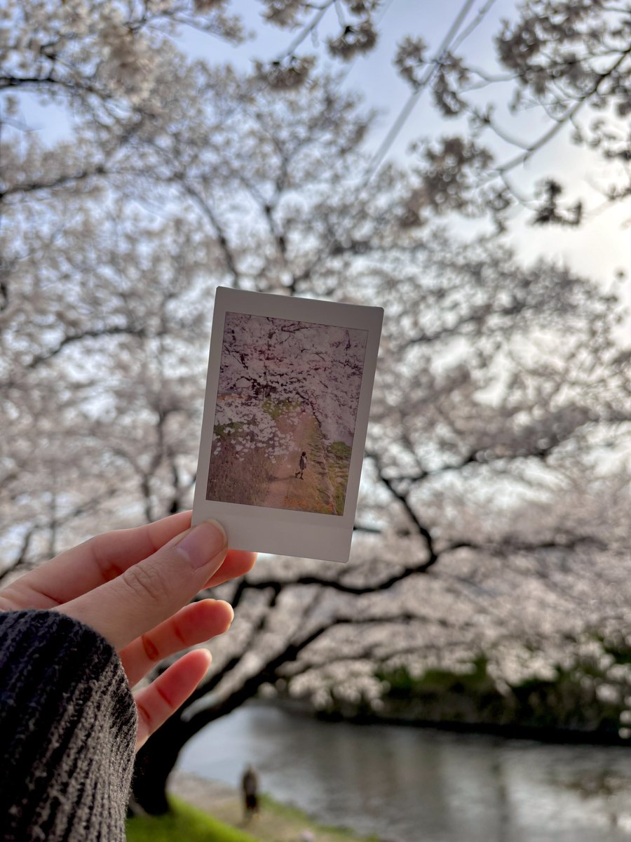 1519ll's tweet photo. 美祢の桜でかくてよい https://t.co/kpeu6Ik0H4