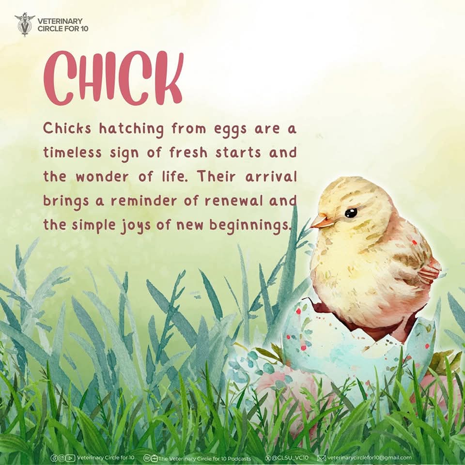 CLSU_VC10's tweet photo. As Easter invites us to reflect and reset, we often turn to familiar animal symbols that speak gently to the soul.  

The bunny, chick, lamb, and butterfly—beloved animals of the season—each carries a message of hope, growth, and gradual transformation. https://t.co/03PtEFH6ex