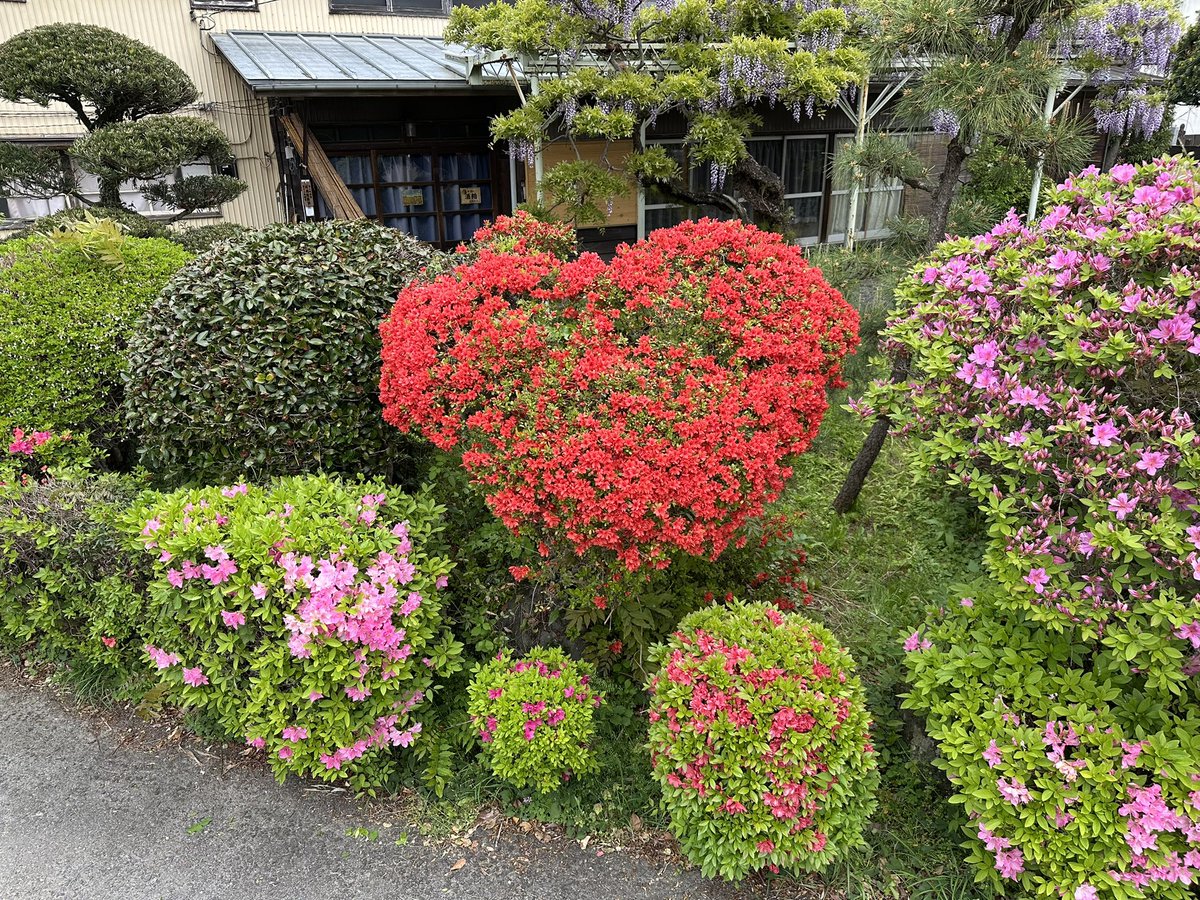 酒蔵のエントランスのつつじ🌺をちゃんと剪定したら❤️ができて嬉しい🥰