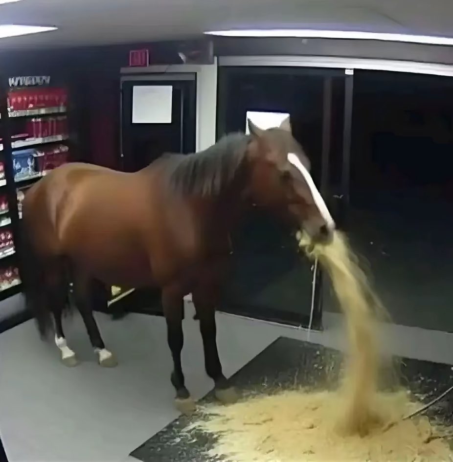el caballo de 🇨🇦 viendo el chocho negro de valka