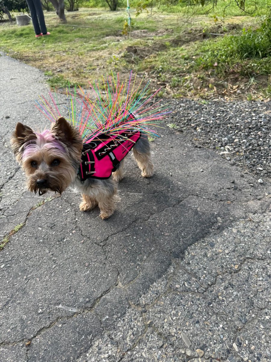 Weeekends are for living wild and free, but still safe 💞 #coyotevest