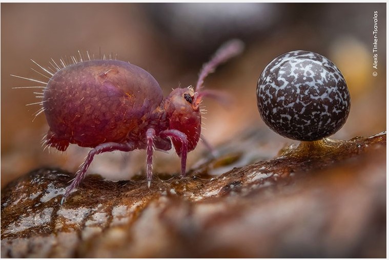 📷️It's the last week to catch Young Wildlife Photographer of the Year as it closes at Tring on 27th April. It’s not just images we are also showing some short films. If you’re coming book: nhm.ac.uk/visit.html

#NHMTring #Photography #WPY
