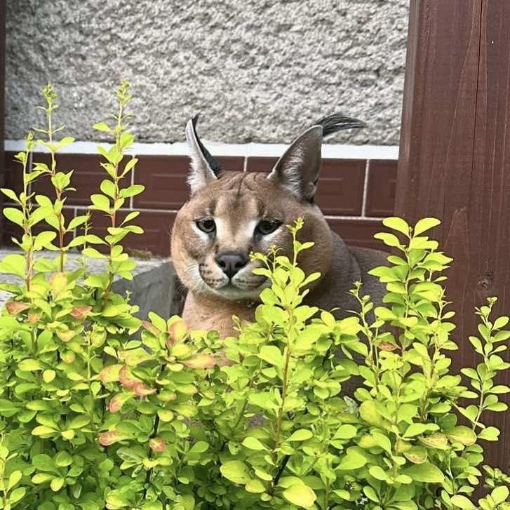 jaehyunthecat's tweet photo. แล้วเหมือนจริง 5555555 https://t.co/J2WVvZbUyO