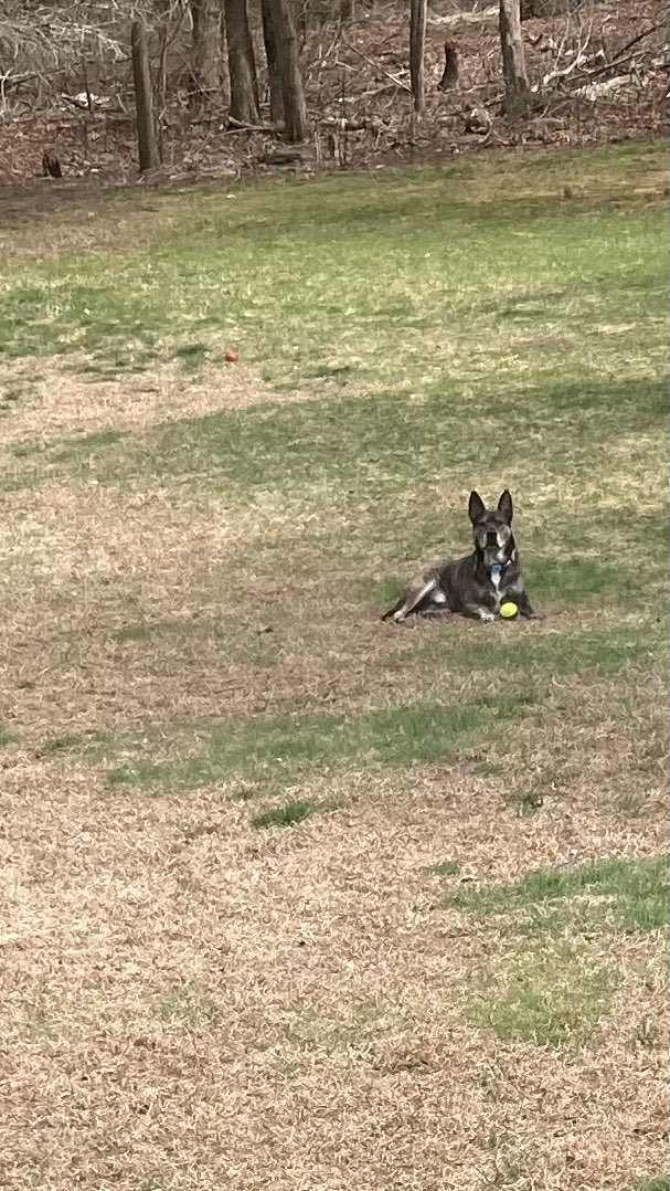 Beast58788274's tweet photo. Rex is enjoying the nice weather and not being mauled by his crazy sister https://t.co/TmzNF89mqk