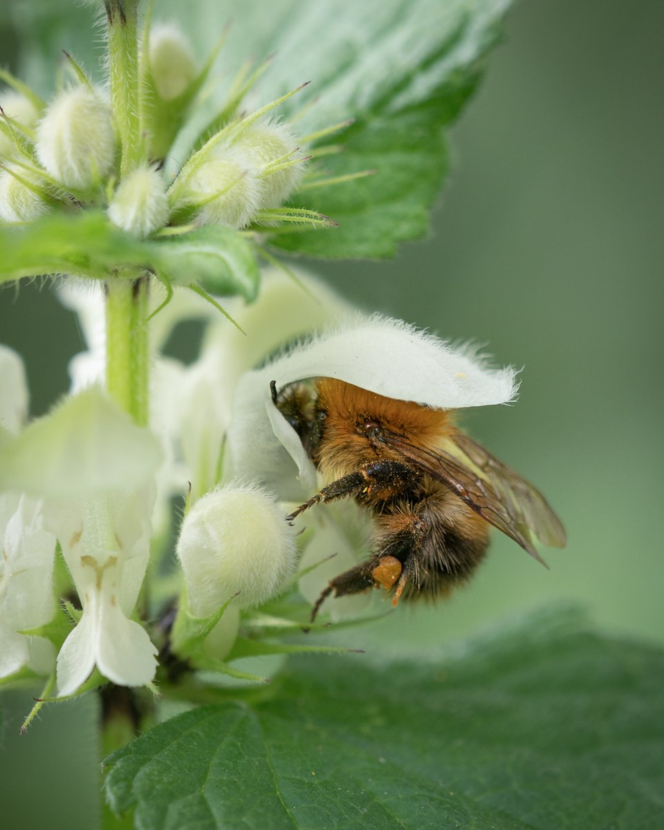 A fluffy Common carder bee feasting on a White dead-nettle. Hap-bee Easter 🐝🌿

#bee #pollinators #insects #wildlife #naturelovers #nature #sundayyellow #NatureBeauty #wildflowers  #wildlifephotography #wildflowerhour