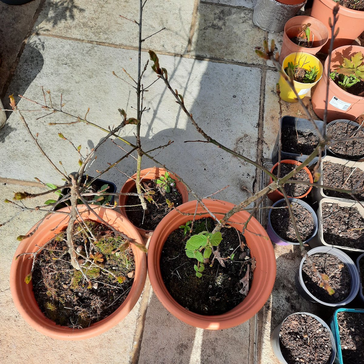 hflurge's tweet photo. An Easter oakly update- 4 more oaklings awake this sunny morning (one with a cheeky rogue beech)...#300Acorns @TheKentAcorn @SAVEDORETREES @Poetrees1WTP @jamescanton https://t.co/NFIXEAs1Vr