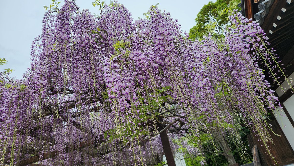 久方の投稿。藤の花を見に葛井寺へ。帰宅すると楽しみにしていた本が古書善行堂さんから届いてました。ありがとうございます。『海と旅と文と』は読むのを中断してうっかり眺めてしまう。本ってやっぱりいいなあ。『随風』、『こないだ』、『FURUHON STYLE』次はどれから読もうか、楽しみが多い。