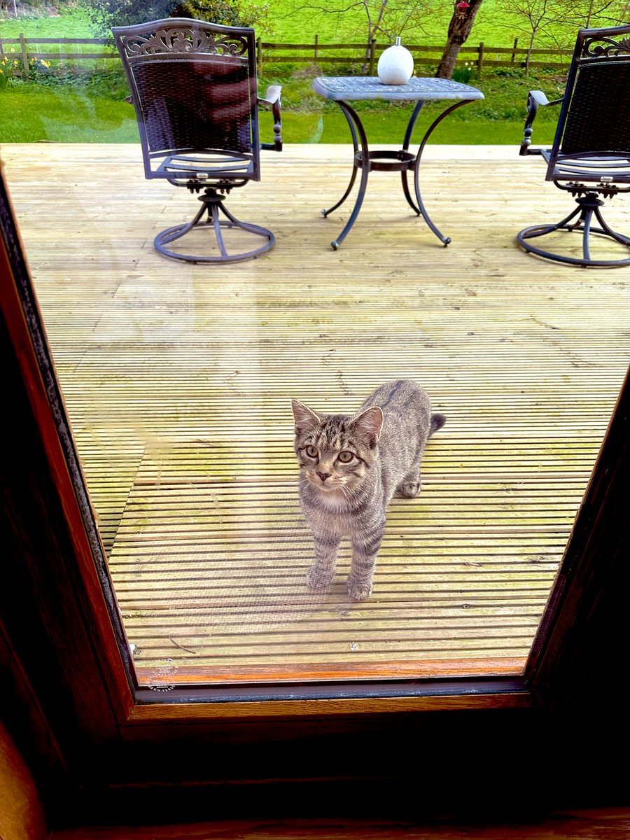 AlisonBurnsJazz's tweet image. She’s been around the garden, in my arms, a few times now and has started to venture out on her own with supervision. Cat flap training has commenced…. #ApronStrings #PoppyBrightLight