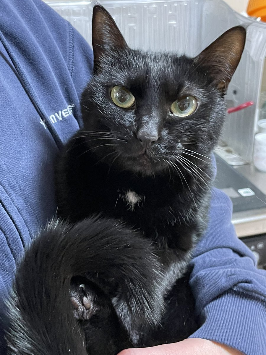 入船亭扇治 on X: 