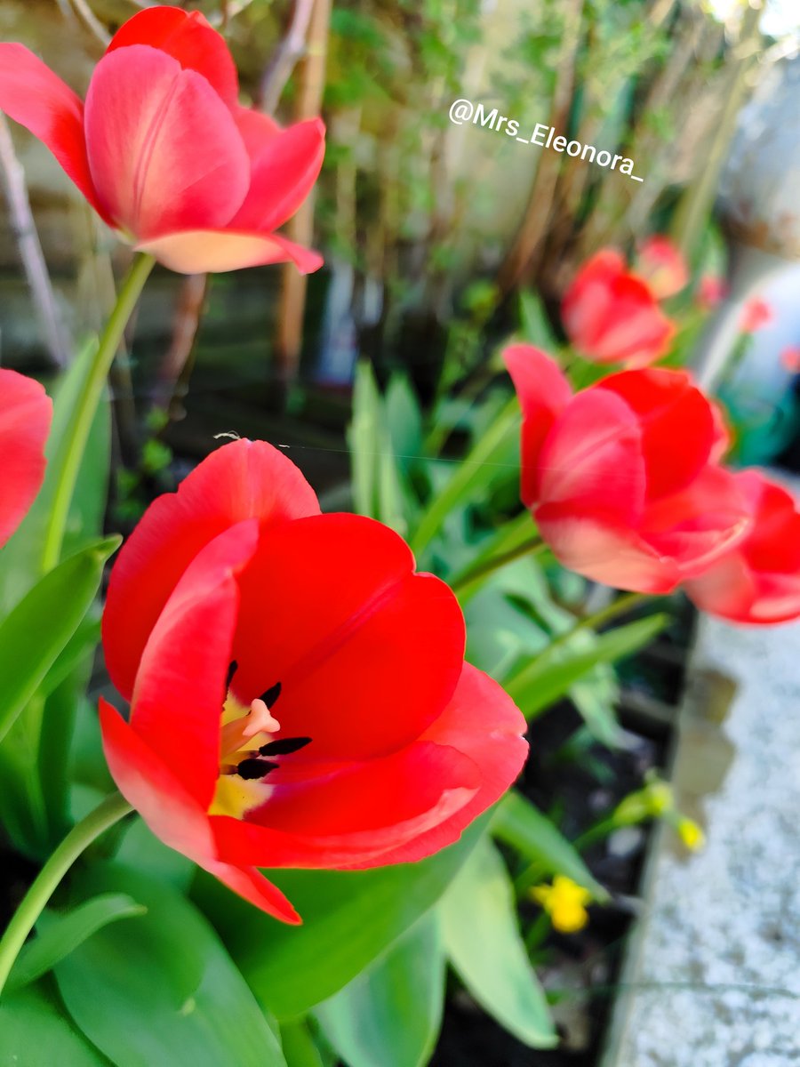Mrs_Eleonora_'s tweet image. Vrolijk Pasen!🐰
Geniet van alle kleine dingen
❤️
Geurtjes en kleurtjes in "the secret garden" 
#eigenkweek #EasterSunday #gardenspam