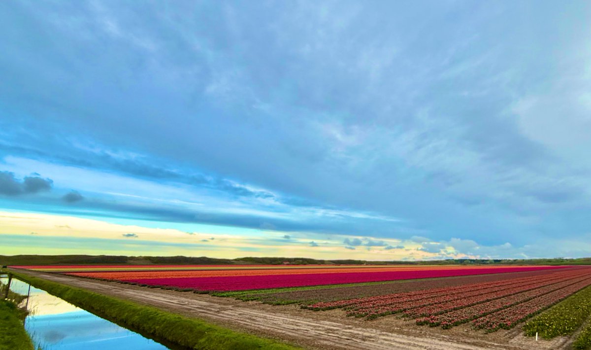 jkavandijk's tweet photo. Goedemorgen #VriendenVanX! Vandaag is het thema is de #aprilphotochallenge #AllTheColors. Altijd een paar mooie weken als de kop voor Noord-Holland weer volop in de kleuren staat. https://t.co/3shGFqibcx
