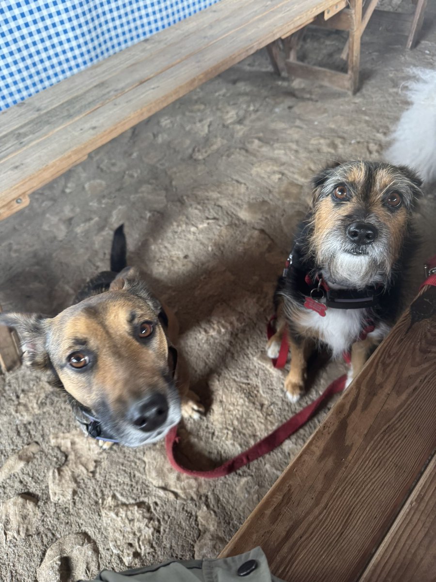 Buona domenica di festa da Tequila e Olivia🐶💜