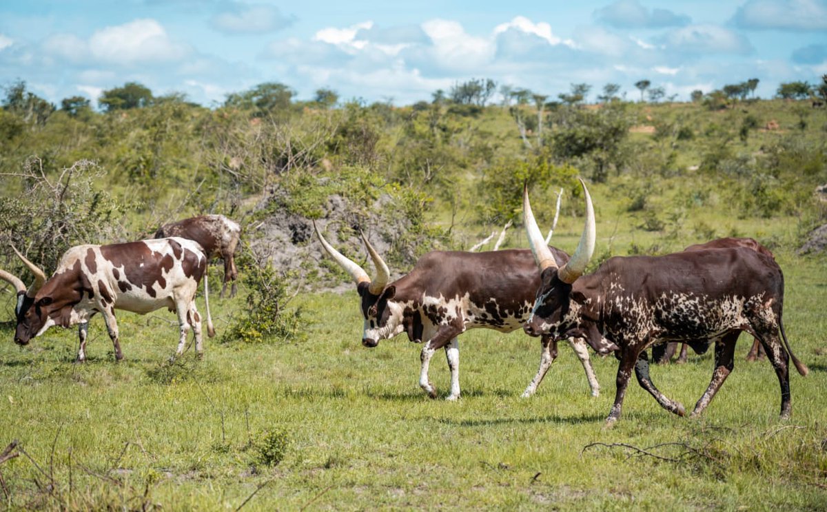 NduhukireW's tweet photo. Happy Easter to you all Ankole cattle lovers.
#DestinationAnkole
#AnkoleCattle https://t.co/FStxAys6Yr