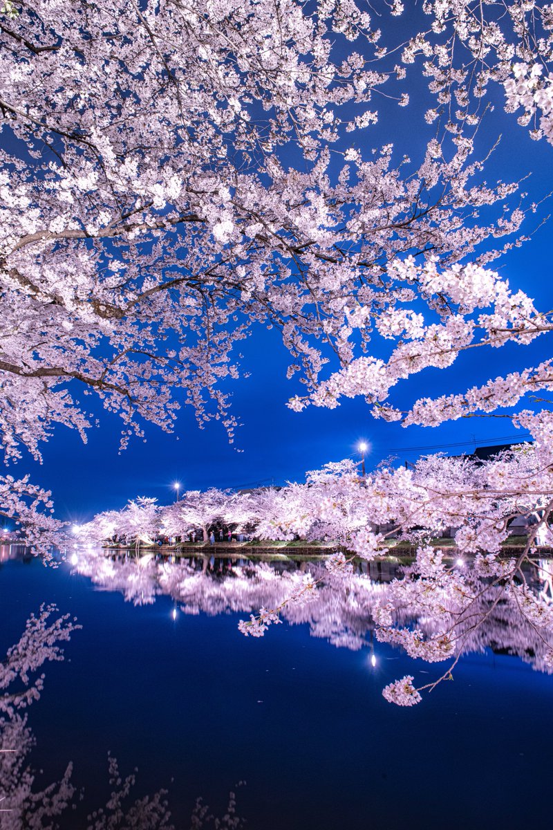 haskap1017's tweet photo. もう少しで見頃を迎える弘前の桜は最高です https://t.co/EOTwN9mIvU