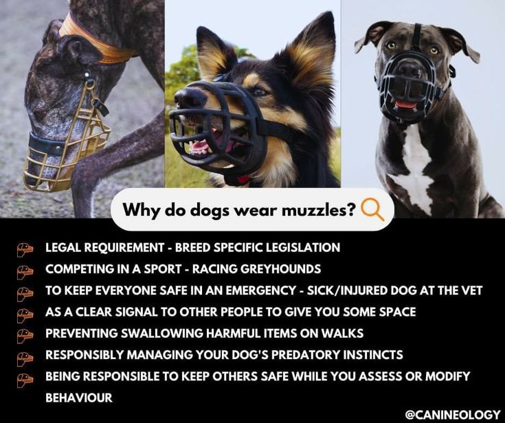 BullBreedForum's tweet image. We need to stop viewing muzzles negatively!

#muzzleup