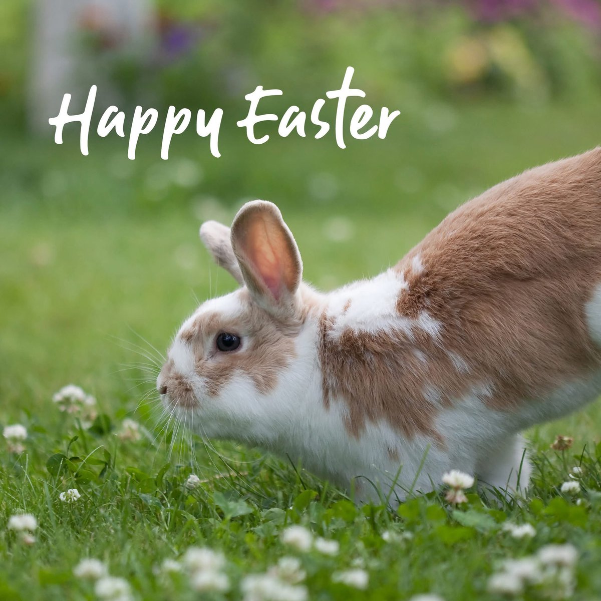 Happy Easter 🐣 just a gentle reminder now there’s chocolate everywhere! Chocolate contains Theobromine which is toxic to dogs and cats. Dogs/cats are opportunistic and will take some if its left out, they don’t know it’s bad for them. Have a great day all 👍🥰