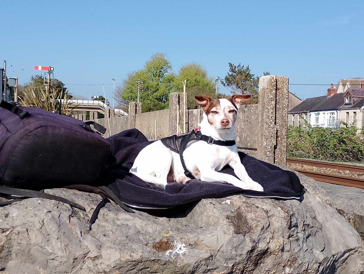 SignaloftheDay's tweet image. Ferryside signal FS21 starring Tinks 🐶 (Submitted by Robin Price)
#SignalOfTheDay #SemaphoreSunday