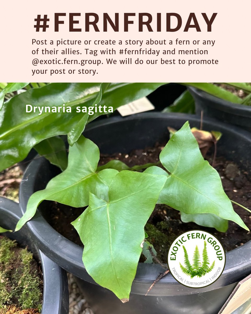 Exotic Fern Group (@exoticferngroup) on Twitter photo 
