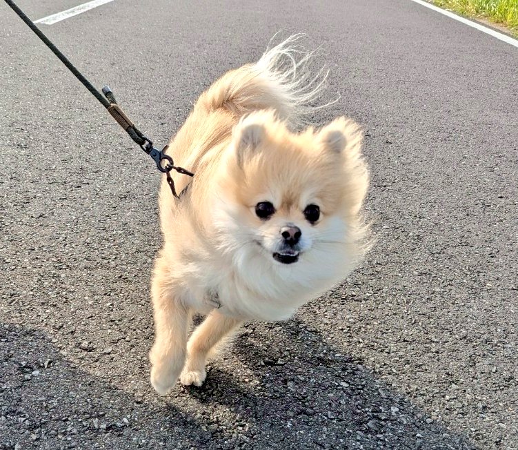 chimaki0922's tweet photo. 風が強かったちま！🍃

#ポメラニアン
#ポメラニアンのいる生活 https://t.co/TH6kNceUBx