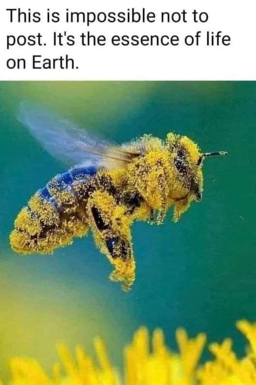 MiteshVaid5's tweet image. #BeeMatters 
#SaveBee #SaveInsects 
#NoLifeWithoutBees 
#Boycott4wildlife 
#BoycottPalmOil 
#Yes2MustardOil 
#Yes2Butter