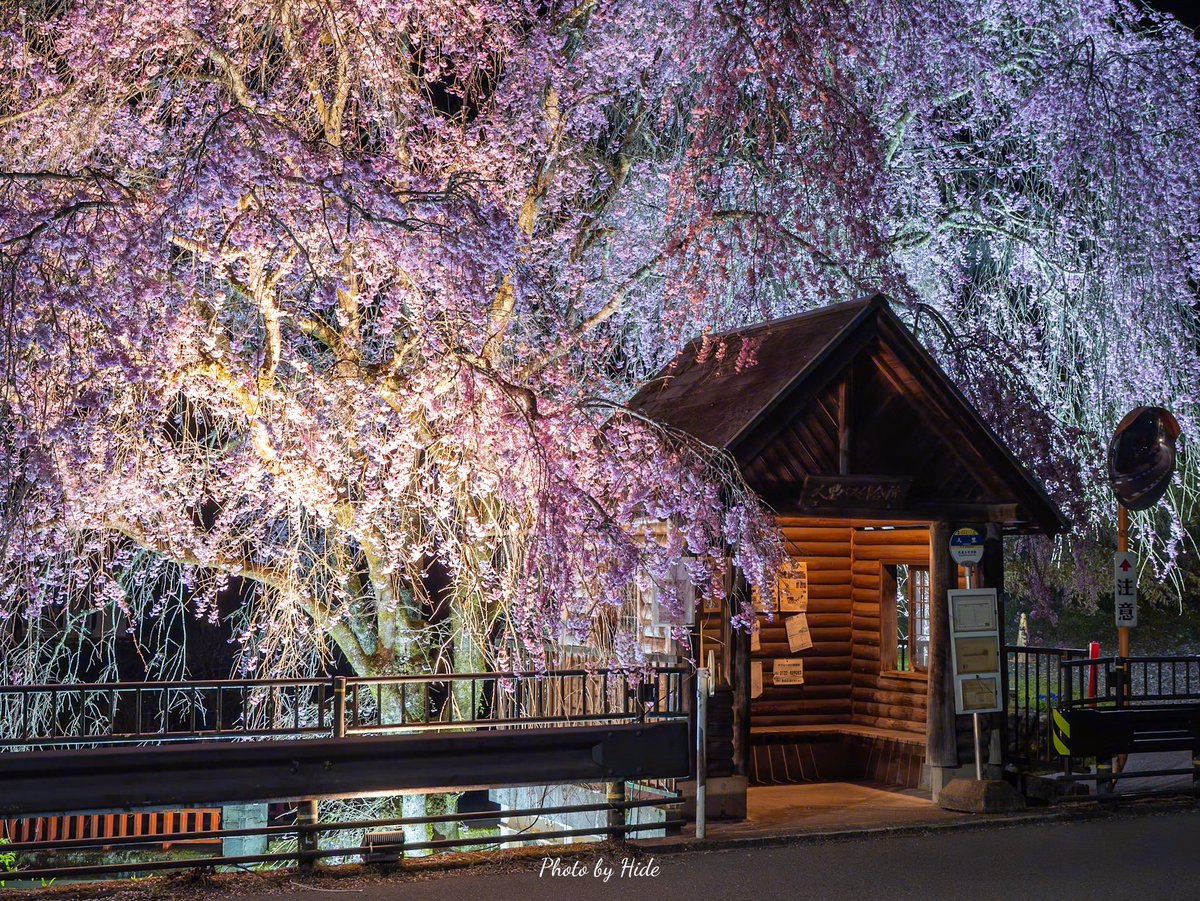 HidePhoto_2021's tweet image. 東京のはずれにあるバス停 と しだれ桜🌸

#檜原村