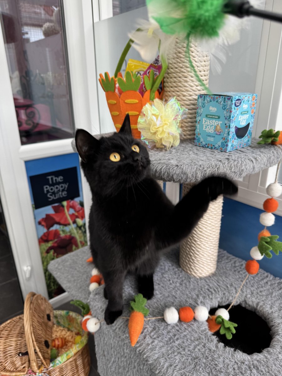 TheCatHotel's tweet image. Happy Easter! Wishing all our fabulous guests and their lovely humans a joyful Easter Sunday filled with sunshine, treats, and plenty of purrs.

With love from the Longcroft family x
