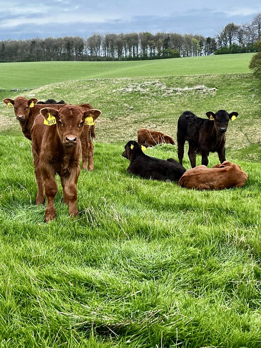 Happy Easter from us all at JSR Farms.

#easter2025 #stabilisercattle