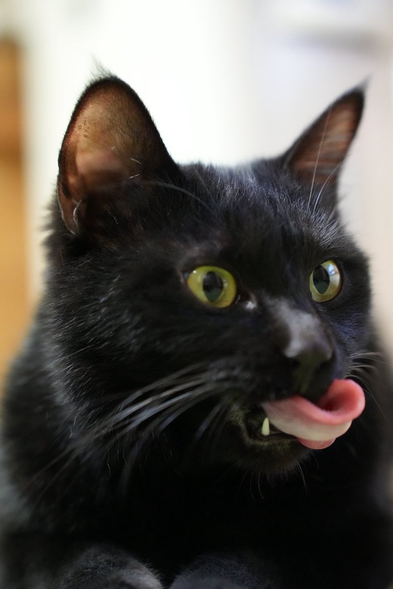 ベロがベローン(長)
#猫 #黒猫 https://t.co/48ZOuVn6Tc
