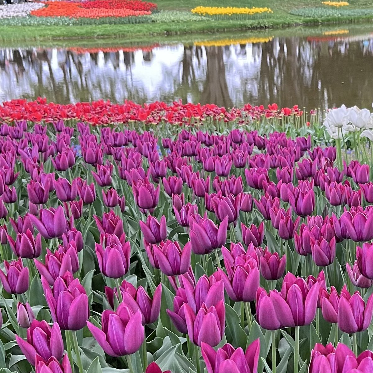 kiw's tweet photo. 花撮っちゃうよね https://t.co/C7HTYZHssx