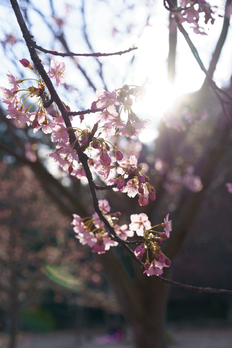 YopiPhoto's tweet photo. #TLを花でいっぱいに���よう https://t.co/kdI9jLbPQ0