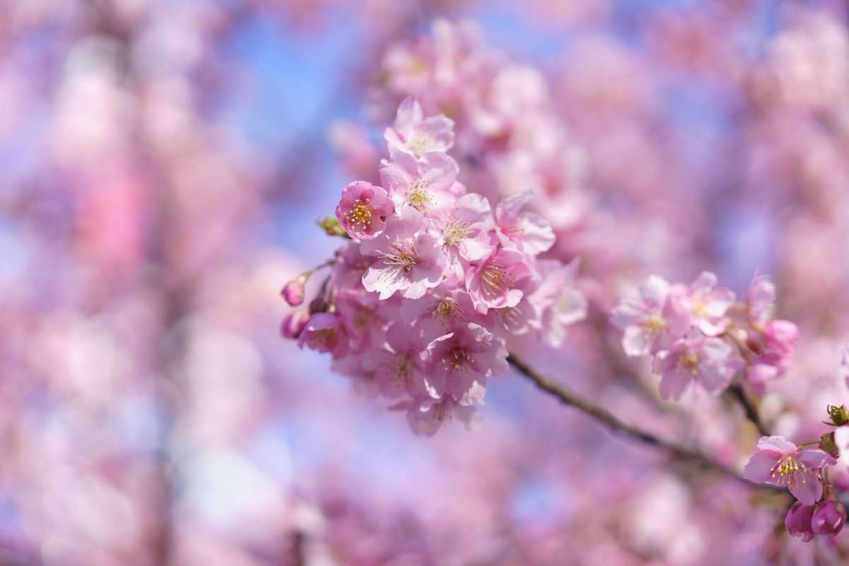 YopiPhoto's tweet photo. #TLを花でいっぱいに���よう https://t.co/kdI9jLbPQ0