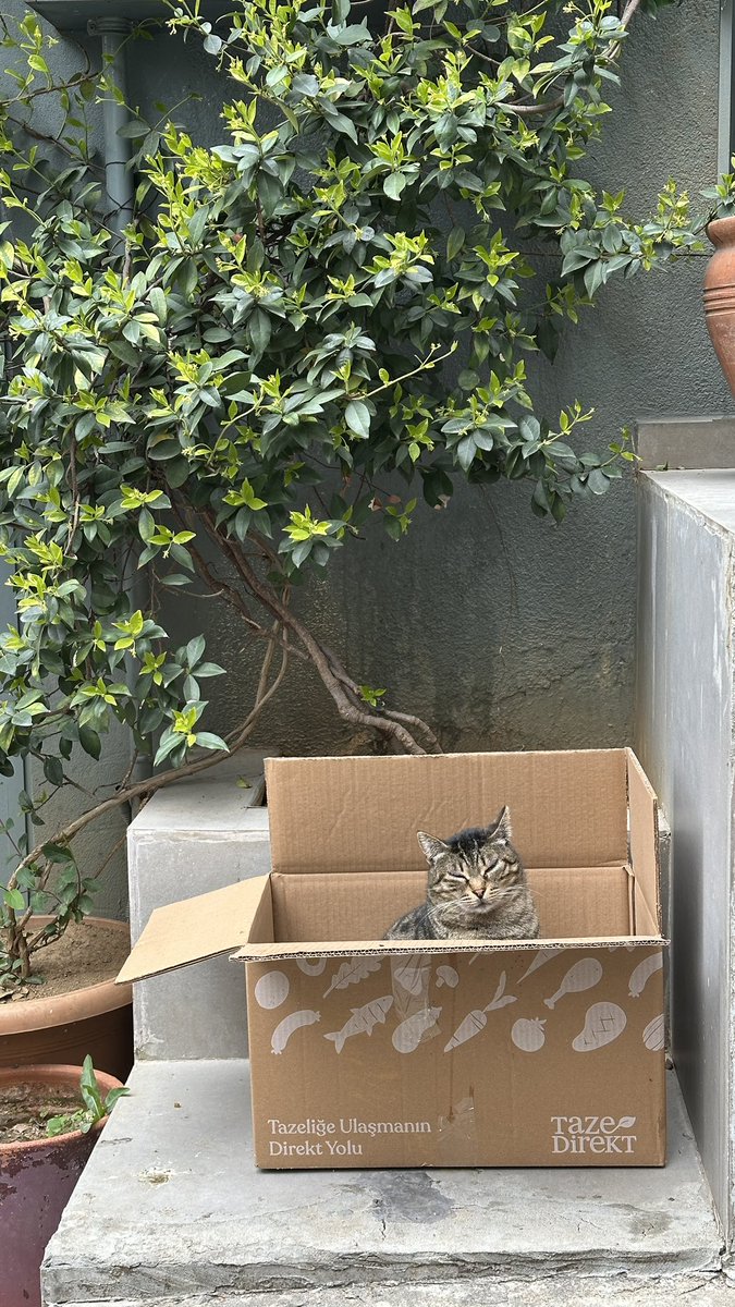 GM to every pretty kitty on the block!