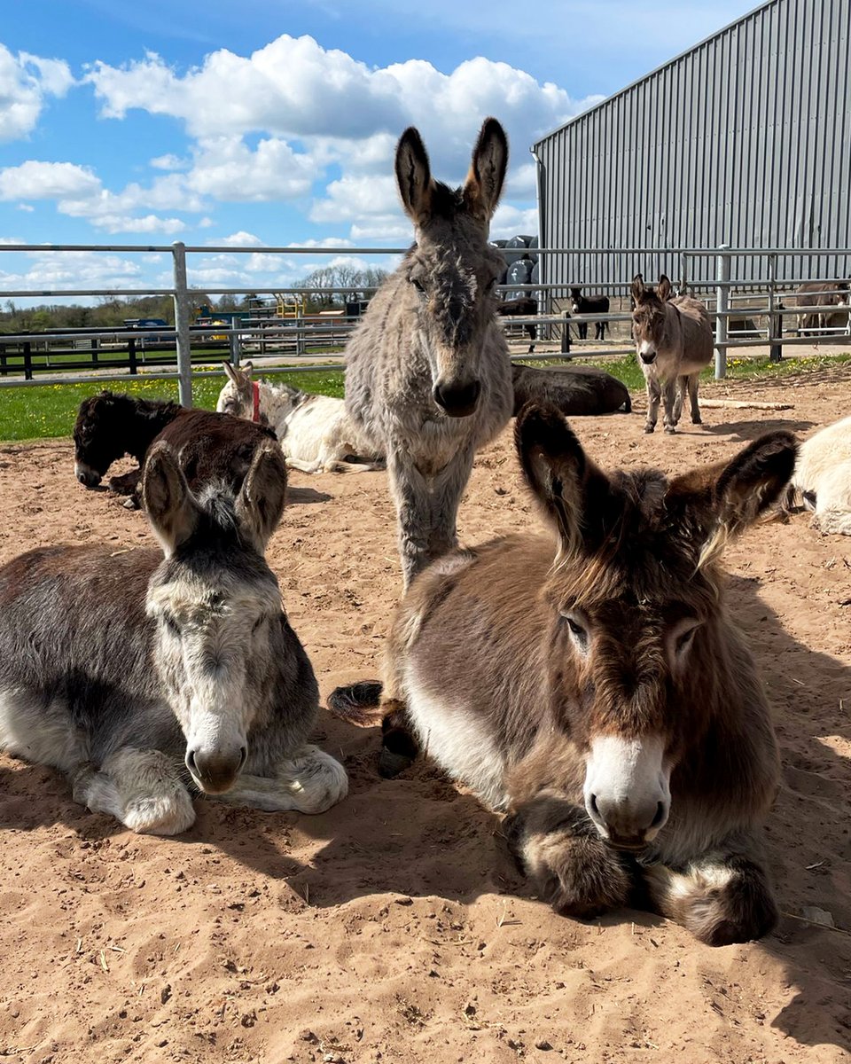 Happy #Easter everyone! 🐣🐰 Our donkey trio Davin, Tommy and Elsa are enjoying some relaxation time, surrounded by their donkey pals at Hannigan's Farm. We hope your day is filled with as much joy and relaxation as theirs! 🤗