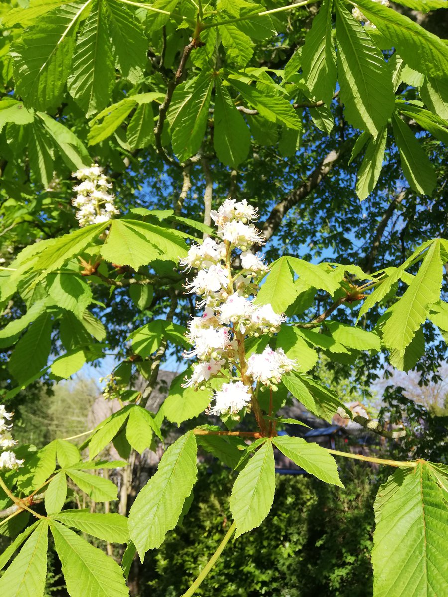 Good morning, happy Easter to you all! Still 😎☀️#Easter #EasterSunday #Easter2025 #spring #blossom #flowers