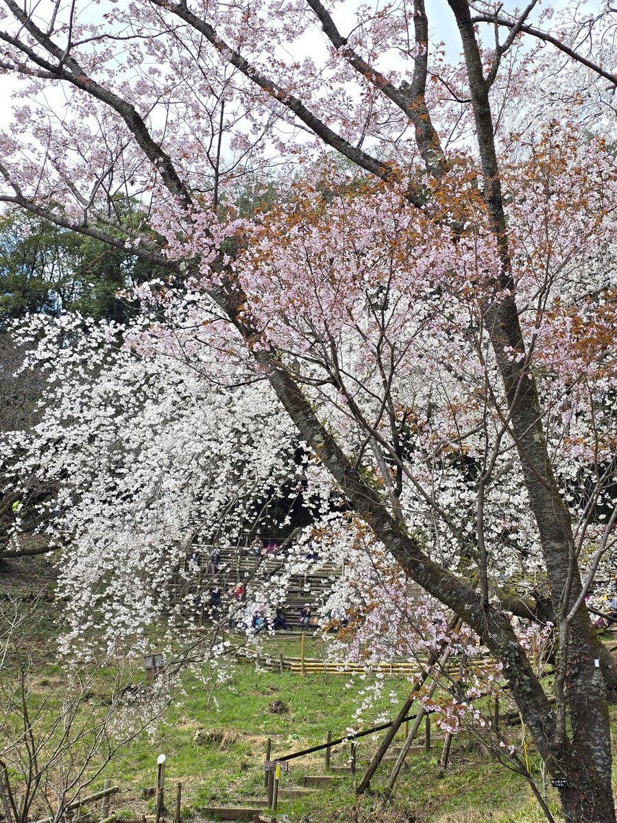 mokufusha's tweet photo. 橋谷晃・出演番組のお知らせです
4/23(水) テレビ東京「なないろ日和！」
朝9:58～
BSテレ東でも同時放送
今回は、自然大好きタレントの松井絵里奈さんと、高尾周辺の花めぐりです。
お楽しみに！
#駒木野庭園 #多摩森林科学園 #一言堂 #するさしの豆腐 #お花見ウォーキング #ハイキング番組 https://t.co/Vq6aKHSjWt