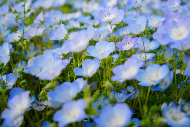mani2ni2's tweet photo. 💐🩵💐🩵💐

今満開のネモフィラ🚶‍♀️📷

#ネモフィラ 
#舎人公園 
#写真好きな人と繋がりたい 
#東京カメラ部
#sonyalpha7c 
#sonyalphagallerya
#sonyalphagallery https://t.co/8rmqiCZ0Vy