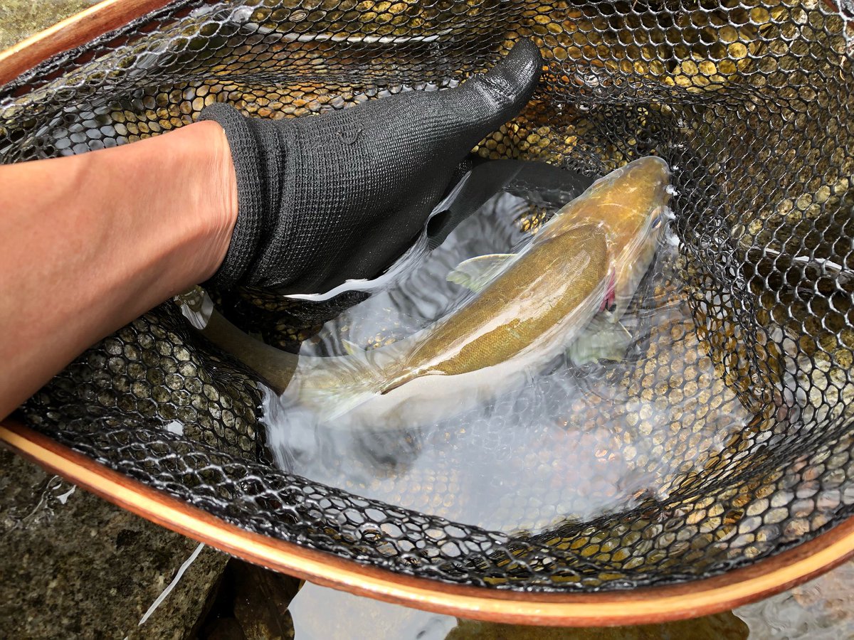 本日遂に尺ヤマトを釣り上げることに成功😁
32cmの個体で姿が見えたので糸を垂らしてみると警戒心もなく、すぐに食い付いてきた。今年のシーズンをかけて釣り上げるつもりだったけど思ったより早く終わった😇
でももっとカッコいい厳つい個体を目指してヤマトの生息地開拓は継続する😤
