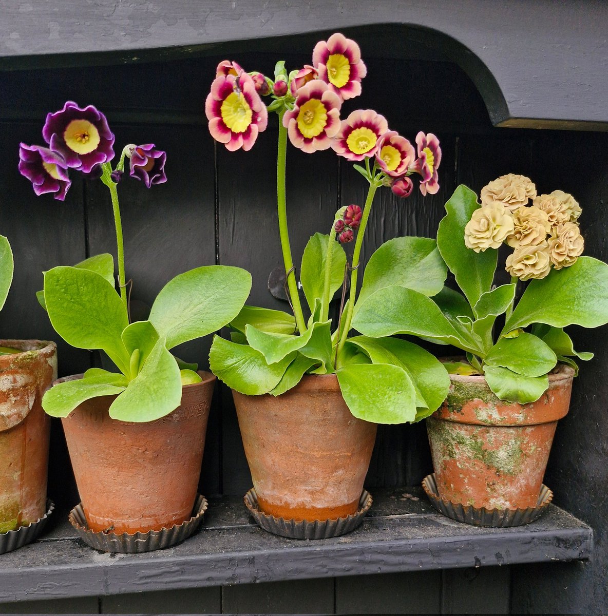 darrenlakin2's tweet photo. Morning all. 
Apologies for more auricula images... https://t.co/jK3f1notTQ