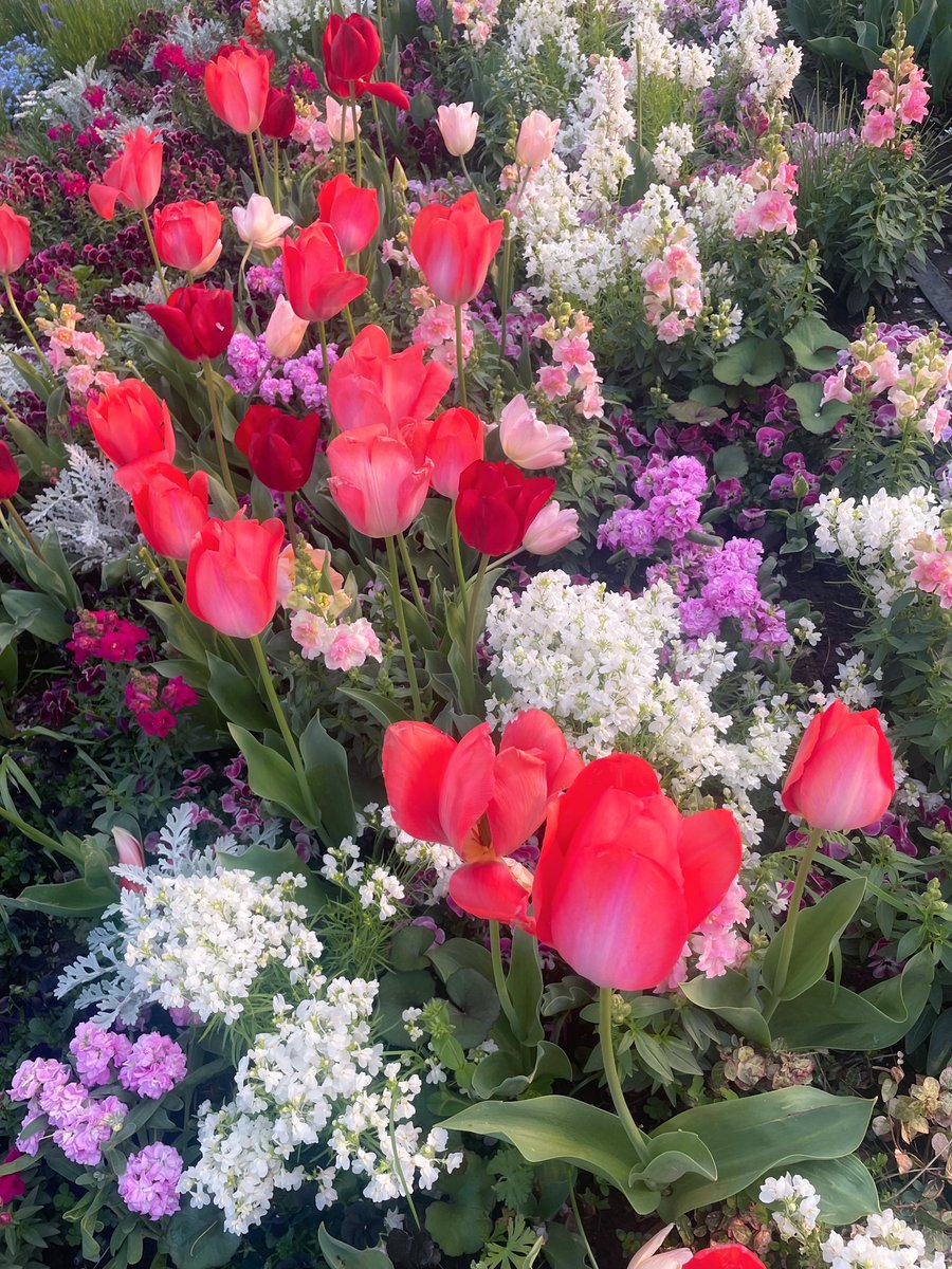 neroli0517's tweet photo. 【#今日のアロマ 】カモミールティー🫖

気持ち良い春ランチ🌷🫧

花がどのような工程や過程を経て作られるのか。そして、一本一本の市場価値はよく見れば分かることなので。

これが、どれだけ凄いことなのかを想うと...有難う御座いました🥺🙏

今日も良い日でありますように🎠🏮♡
#花 #春 #ランチ https://t.co/12TjrGvkPQ